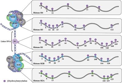 Function and mechanism of histone β-hydroxybutyrylation in health and disease